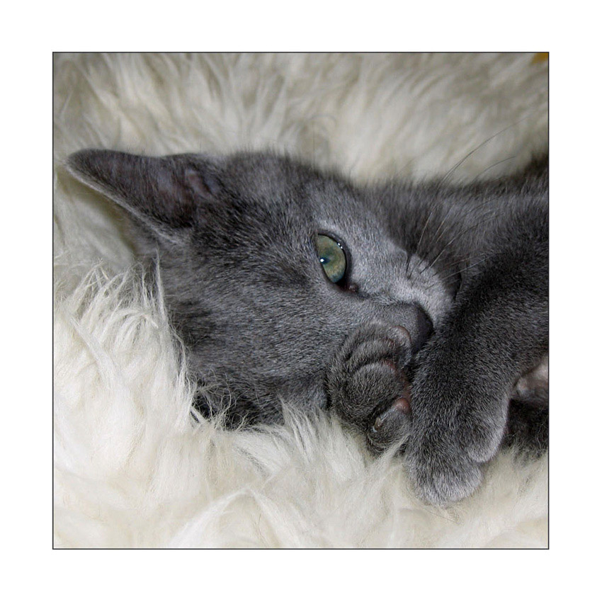 Timur