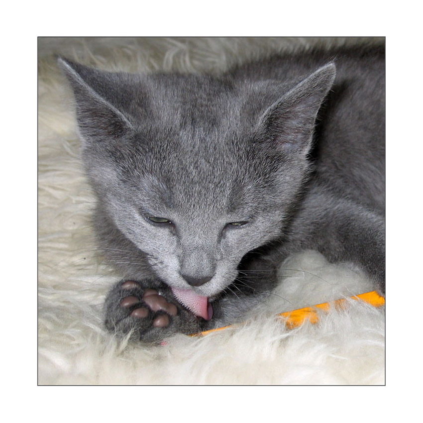 Timur