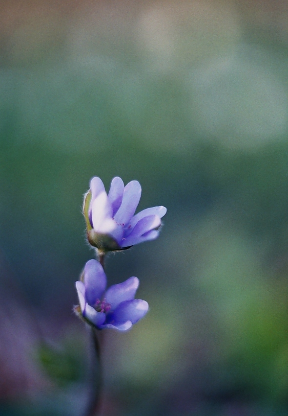 Wiosennie
