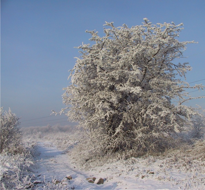 bielą osypane,,,(POGODNYCH ŚWIĄT)