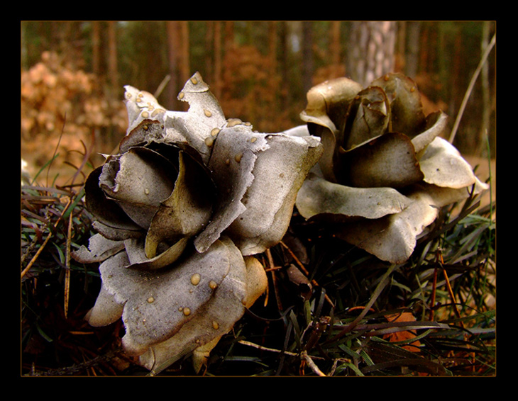 Dead Memory