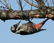White-backed woodpecker
