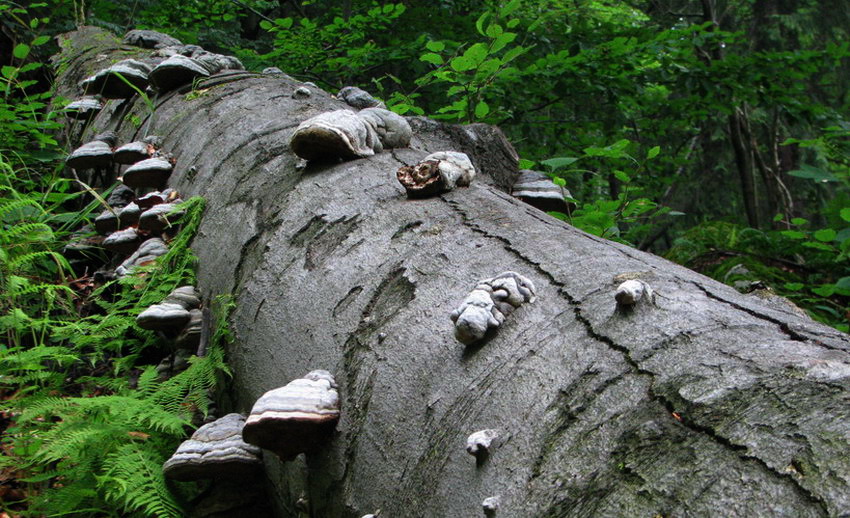 pożeracze