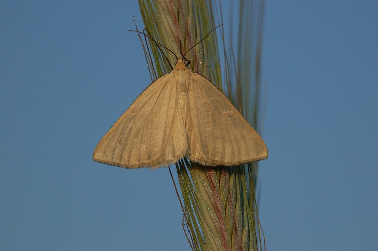 Dyblik liniaczek