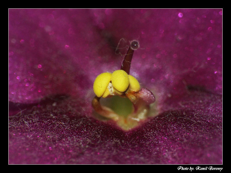Test Makro