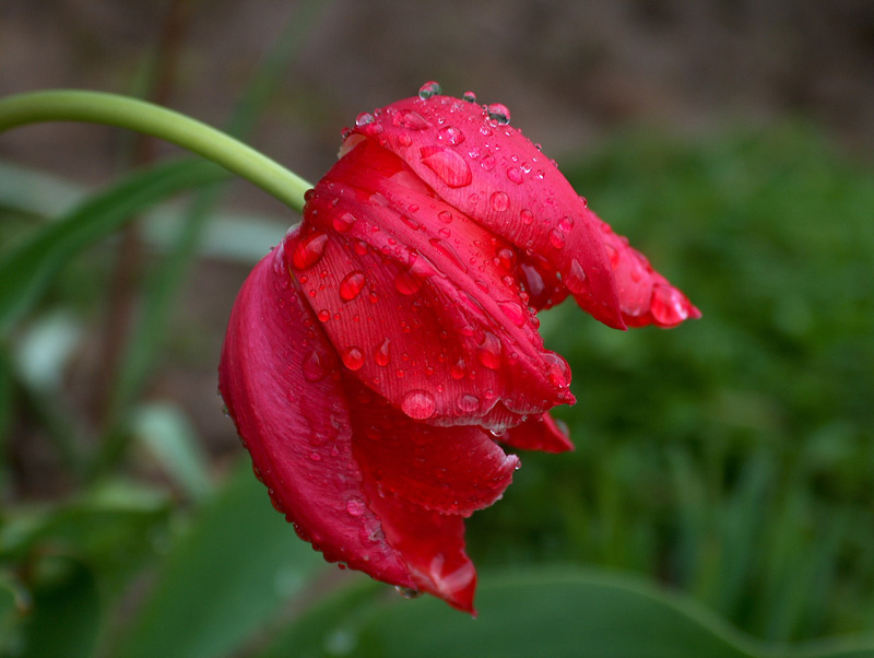 Tulipan po kąpieli