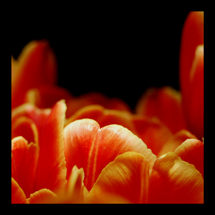 Tulipanowo #2