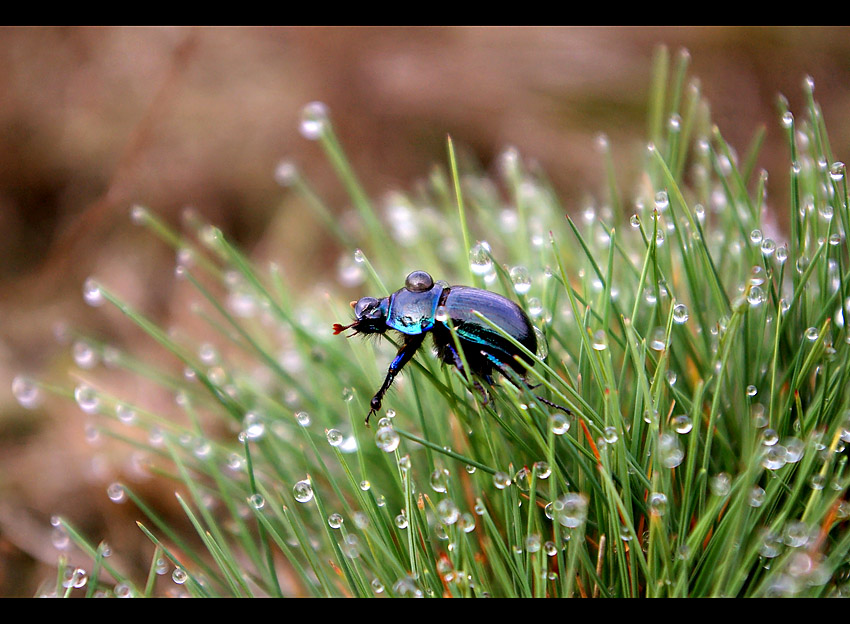 Geotrupes vernalis - Żuk wiosenny