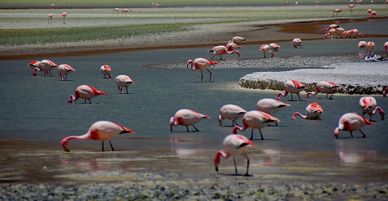flamingos
