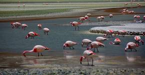 flamingos