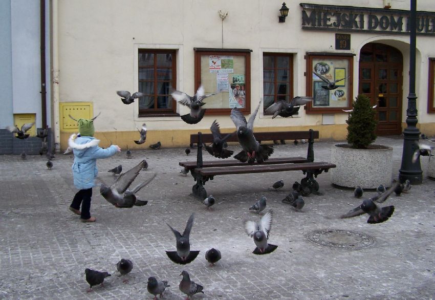 szukajek