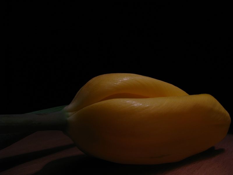 tulipanowo