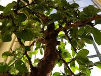 Bonsai