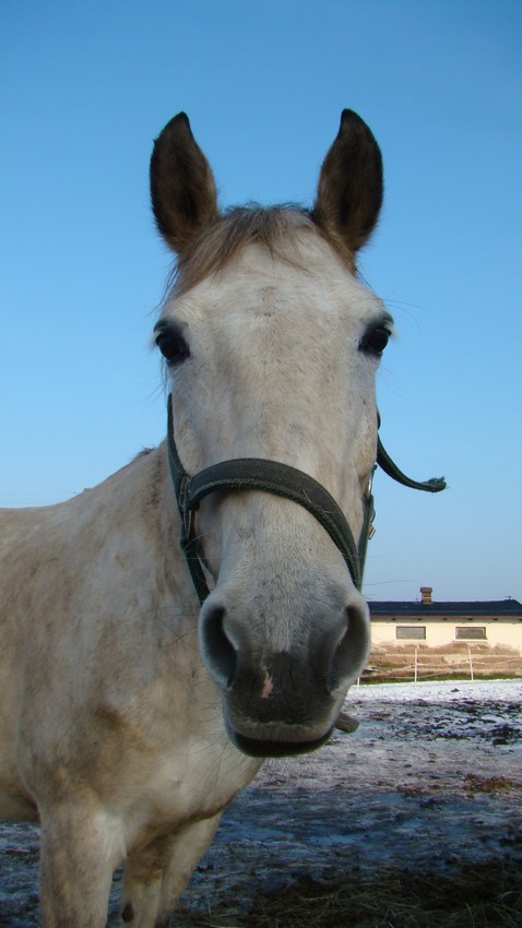 ShowJumper