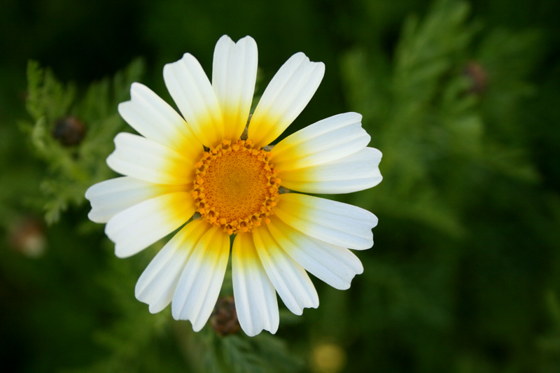 wiosna
