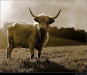 ...cow...