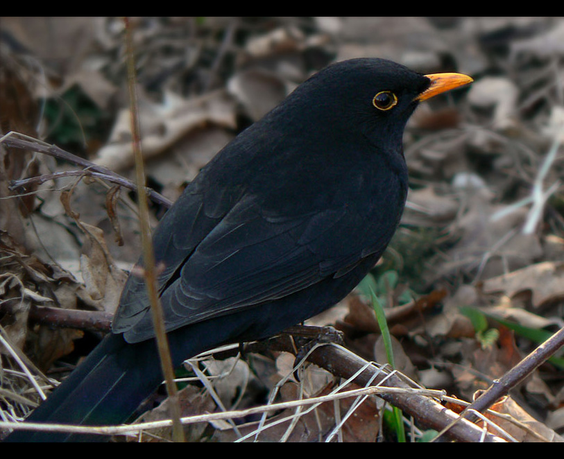 Turdus merula czyli nasz skromny spiewak :)