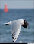 Larus ridibundus