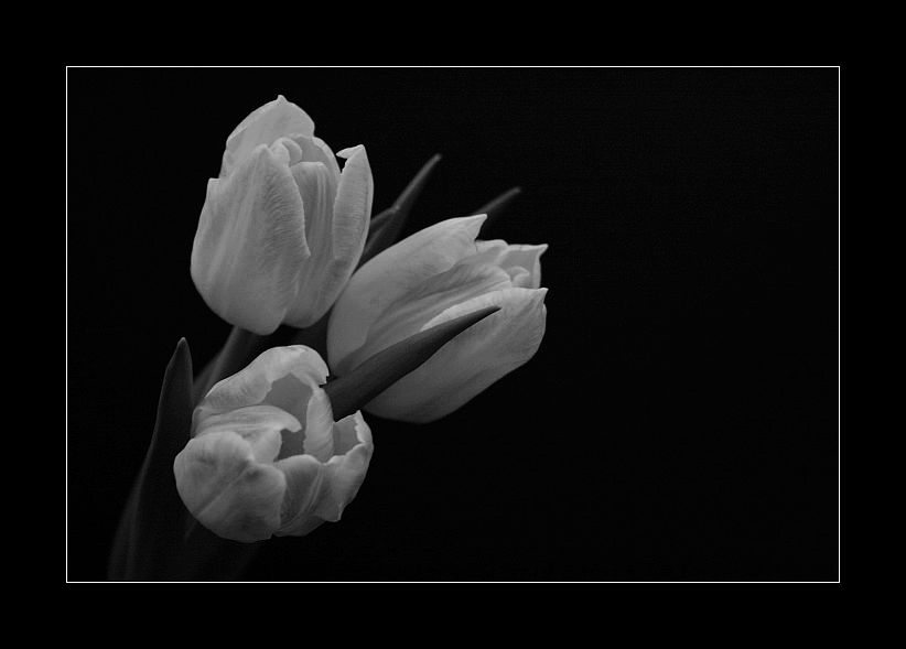 tulipany