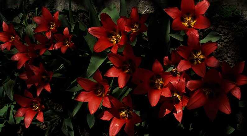 tulipanowo