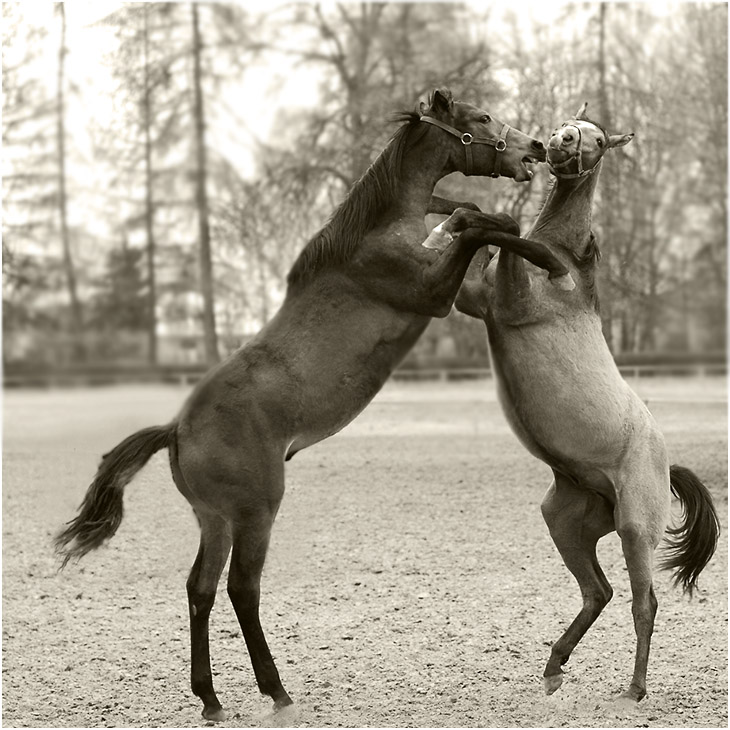 Tango...