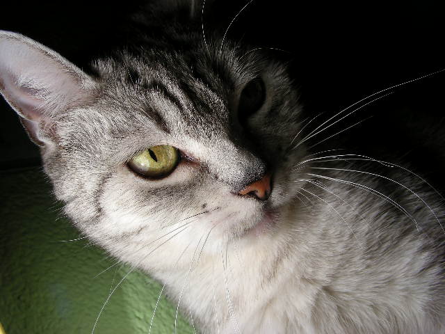 Ziutka