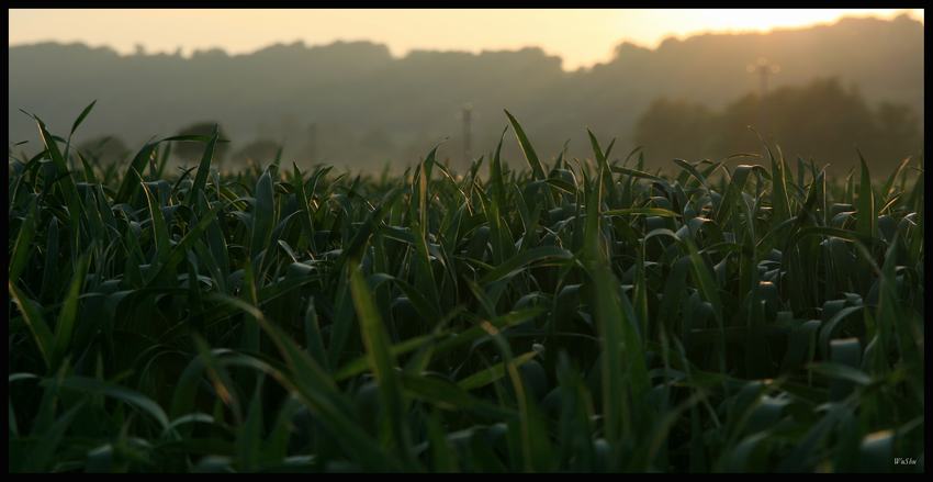 \"Fields of gold\" part 2