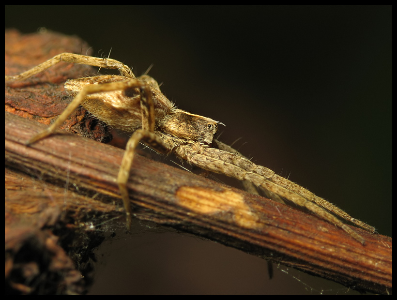 Spider