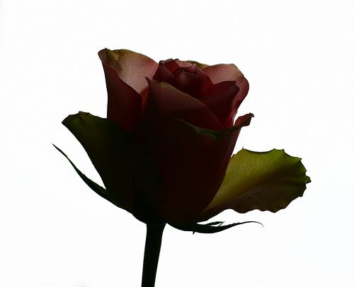 American Rose