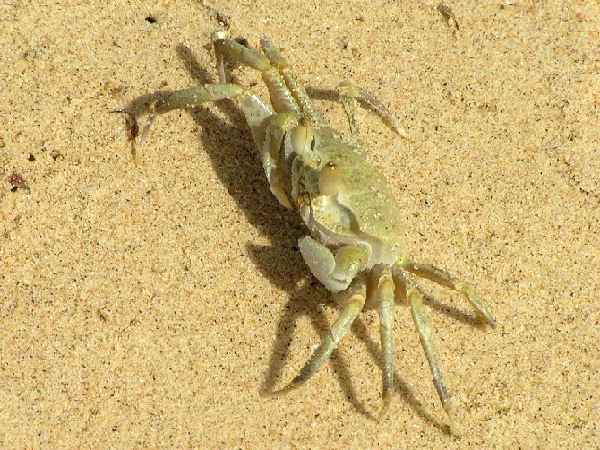 mały krab