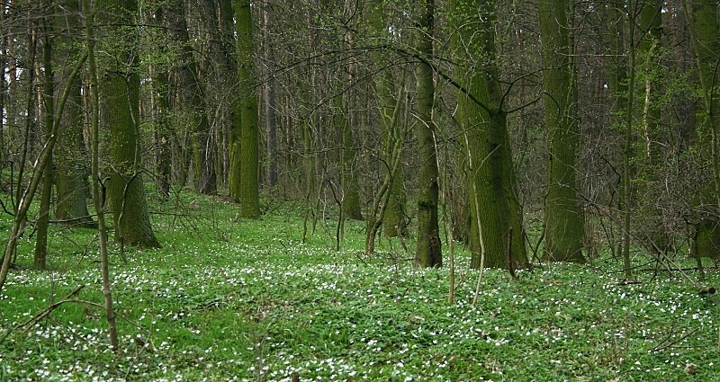 biało & zielono