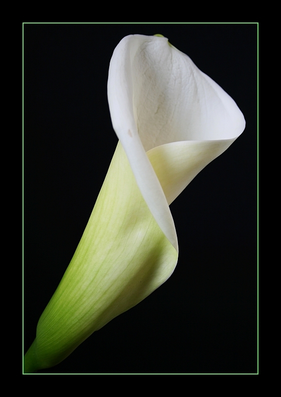 Calla