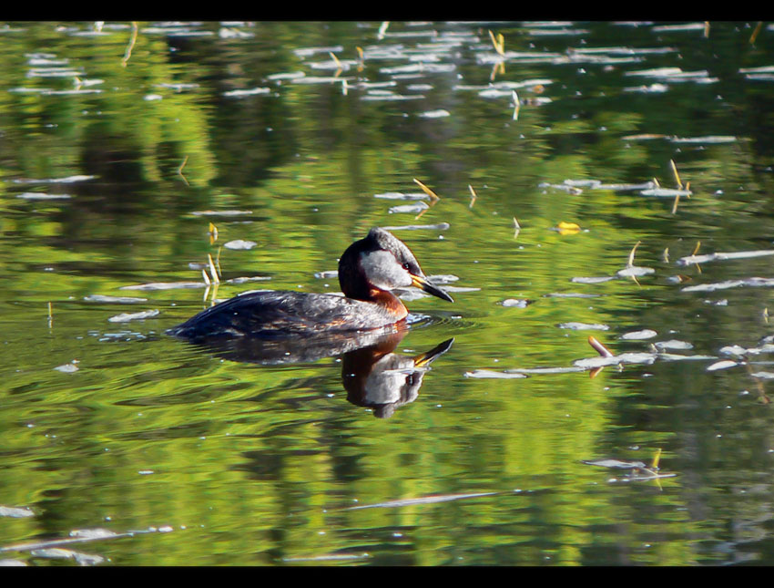 Perkoz rdzawoszyi (Podiceps grisegena)