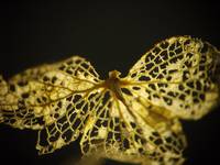 fallen butterfly