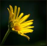 Sunshine