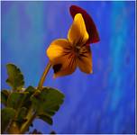 Fiołek trójbarwny - Viola tricolor