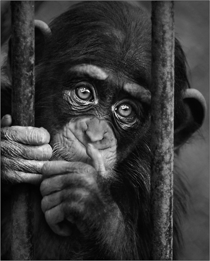 World Free