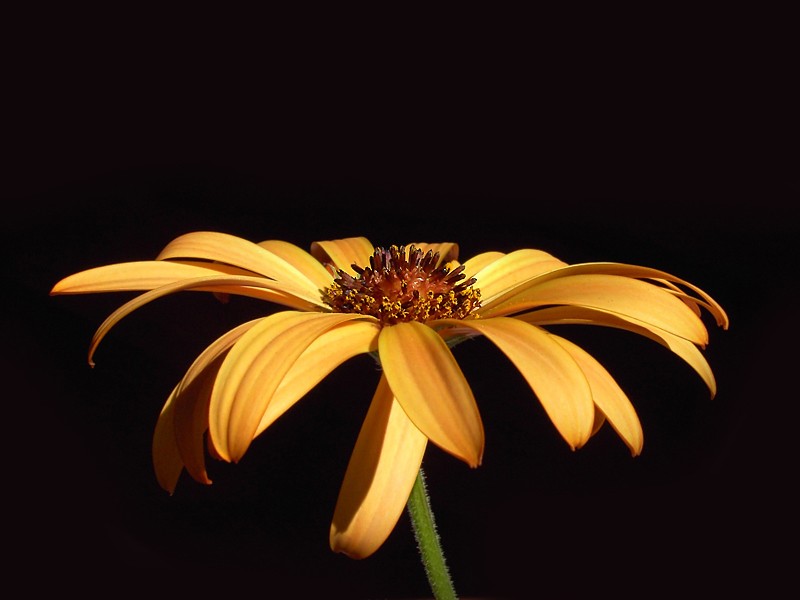 Marguerite