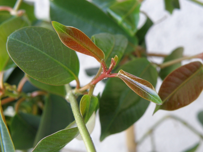 Dipladenia