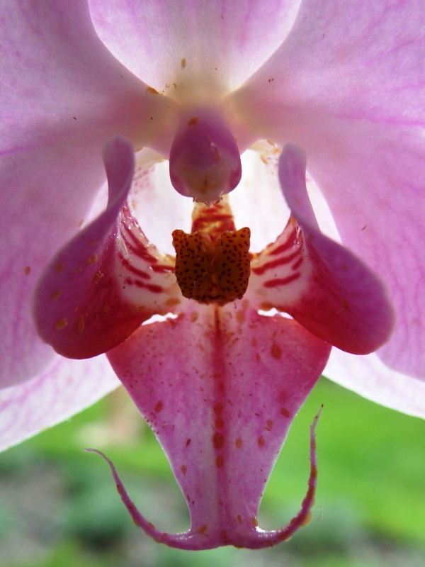 Orchidea