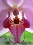 Orchidea