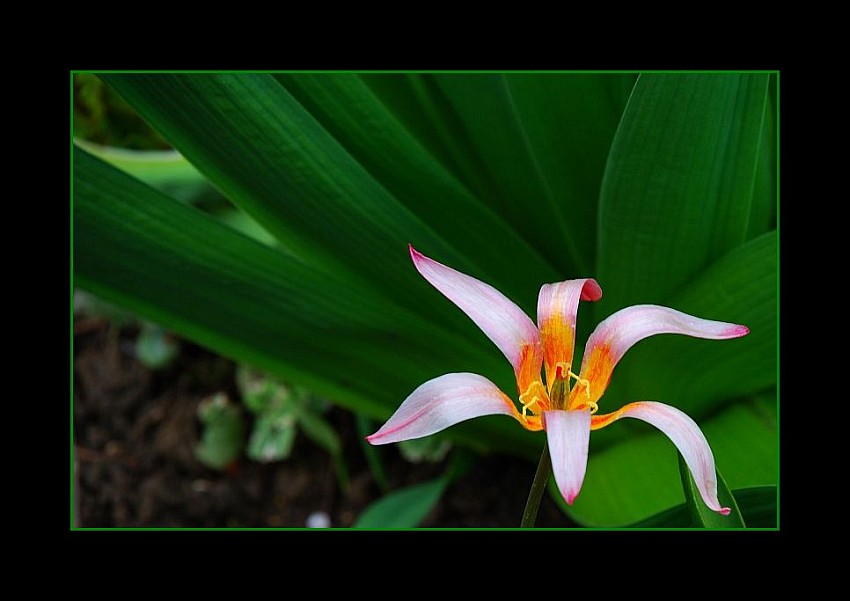 tulip