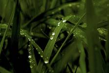 raindrops