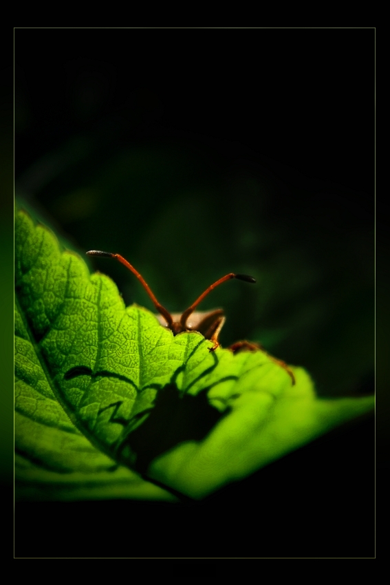 hiding