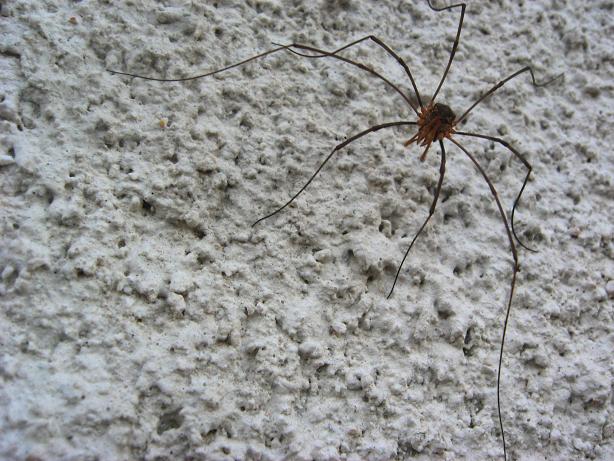 spider na ścianie mojej chatki :)