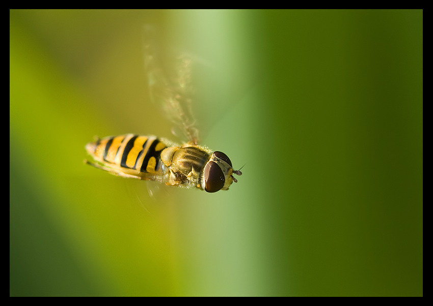 Bzz