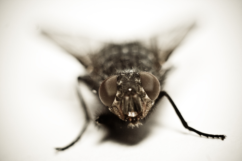 Fly