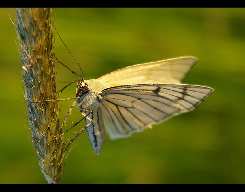 Dyblik liniaczek - Siona lineata [Piadivka žilkovaná; Bělokřídlec luční; Svartribbad vitvingemätare; Liitumittari; Vals witje; Ribbemaler; Hartheu-Spanner; Black-veined Moth ;]