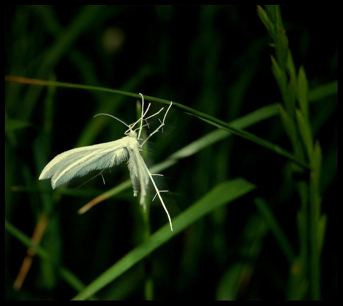 Aniołek 1