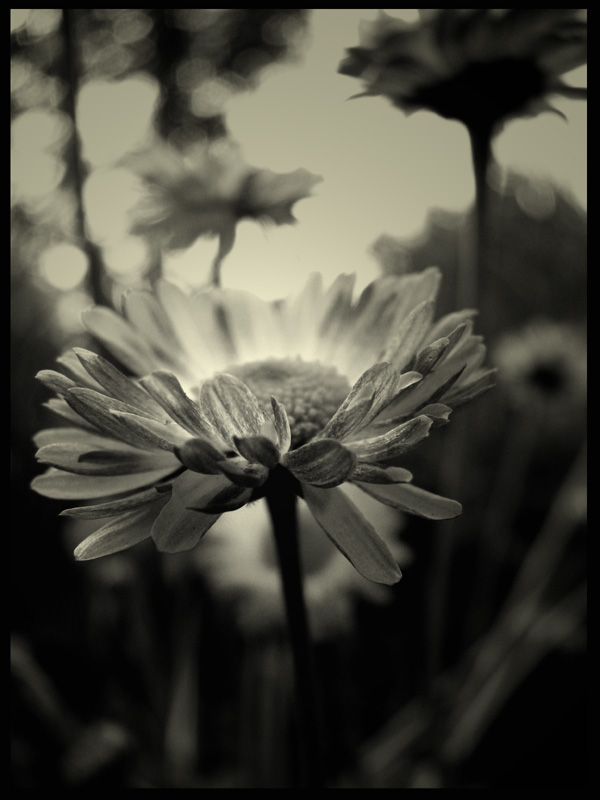 daisy